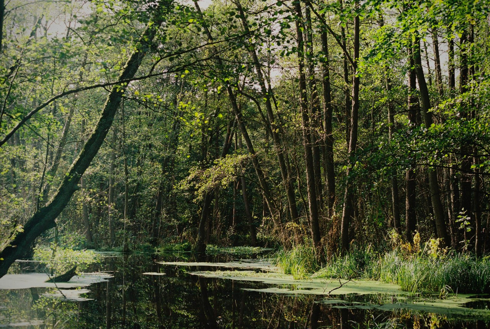 Umiam Lake